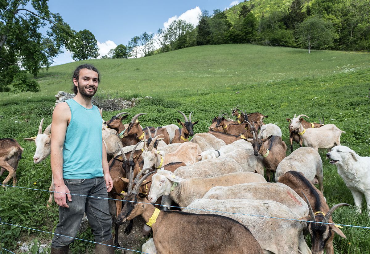 Un agriculteur au milieu des chèvres.