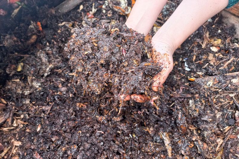 Une personne tient du compost mûr dans ses mains