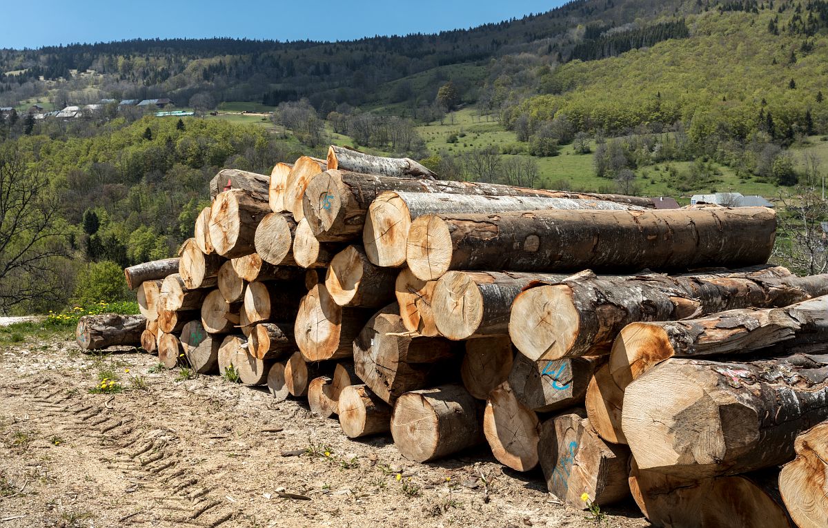 Des troncs d'arbres coupés en tas.