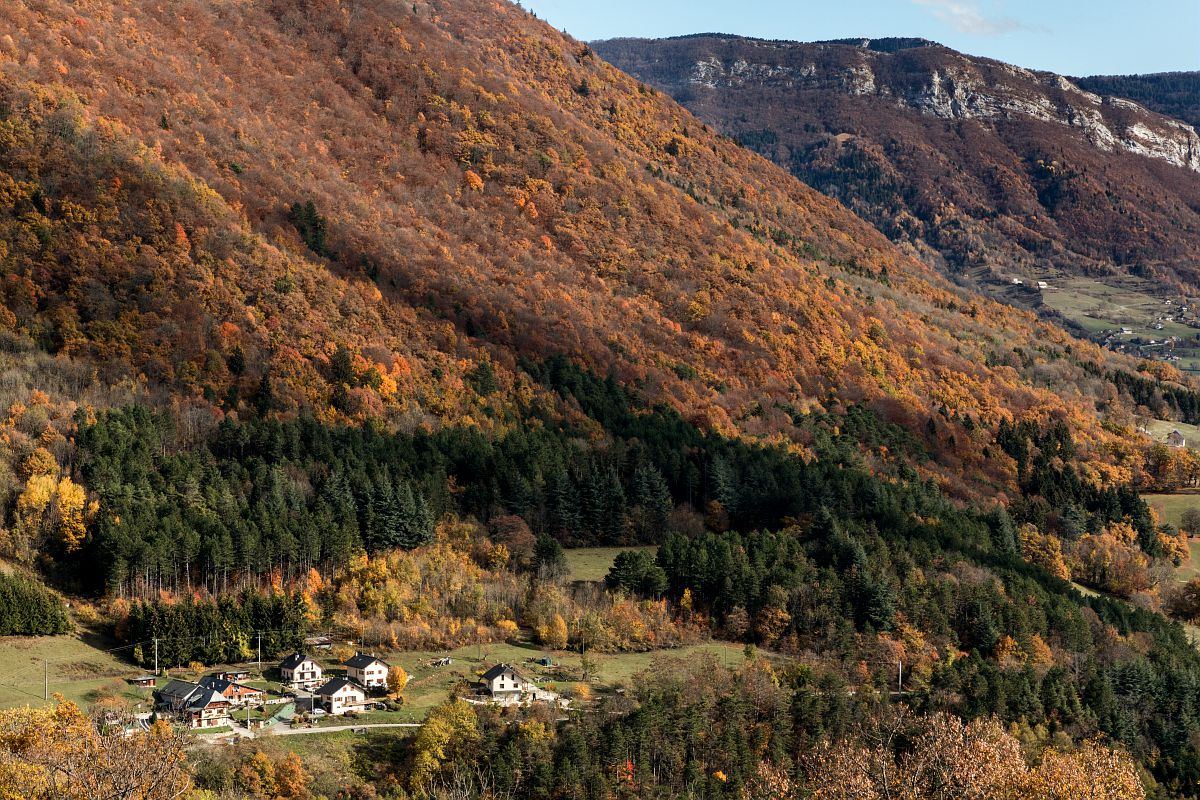 La forêt en montagne