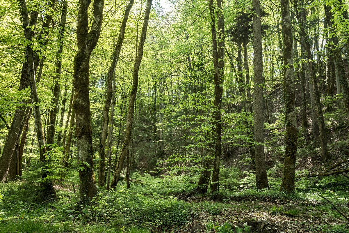 forêt