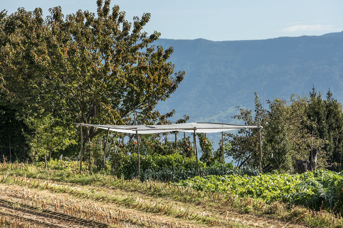 Un potager en été avec des montagnes en arrière-plan.