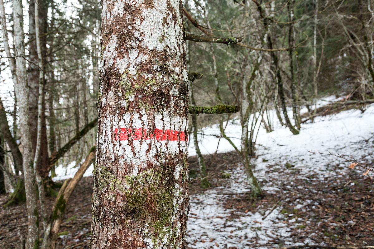 Marques de parcelle forestière pour la gestion foncière des forêts.