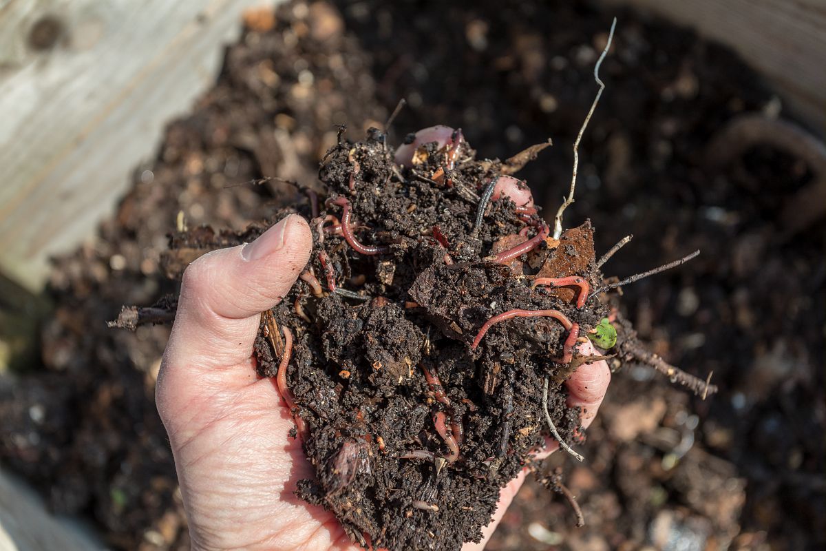 Une main tient du compost mûr.